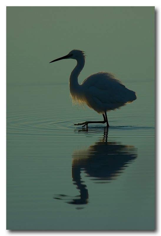Airone bianco maggiore - Casmerodius albus